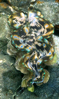 2014 - BJ Palau Giant Clams