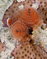 2014 - BJ Cozumel Critters Shore Dive