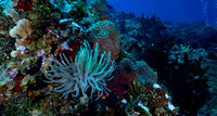 2014 - TJ Cozumel Santa Rosa Wall and Fernando's Shallow Dive