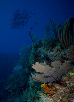 2013 - TJ Grand Cayman