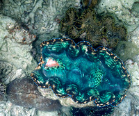 2014 - TJ Palau Giant Clams