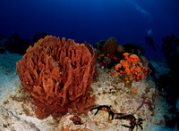 2011 - TJ Cozumel