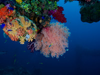 2014 - BJ Truk Fujikawa Maru