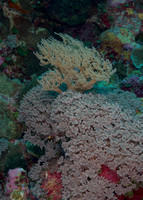 2014 - BJ Palau Blue Hole