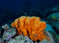 2017 - BJ & TJ Bonaire Captain Don's Reef and Monk Haven