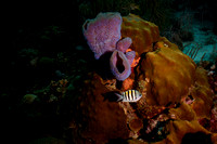 2012 - TJ Bonaire
