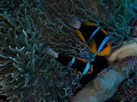 2014 - BJ Palau Ngemelis Wall