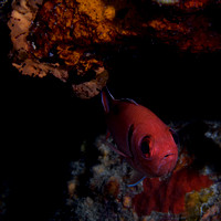 2009 - BJ Curacao Fishes