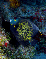 2014 - BJ Cozumel Boat Dives