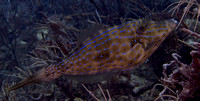 2010 - BJ Grenada Fish