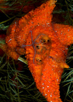 2007 - BJ Grand Cayman Coral & Sponges