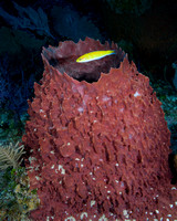 Middle Chute and Radar Reef