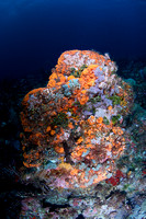 2010 - TJ Grenada Whibble's Reef and Veronica L Reef