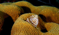 2012 - BJ Bonaire Christmas Tree Worms