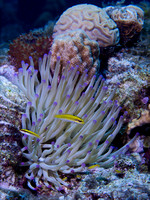 2009 - BJ Curacao Anemones