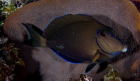 2013 - BJ Abacos Groupers, Tangs &  Angelfish