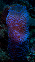 2010 - BJ Grenada Corals & Sponges