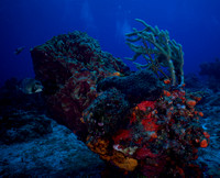 2014 - TJ Cozumel French Lady and Wreck