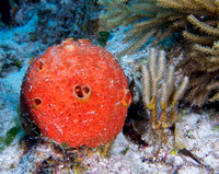 2011 - BJ Cozumel Corals, Sponges and Others