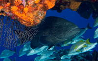 2011 - BJ Cozumel Fishes